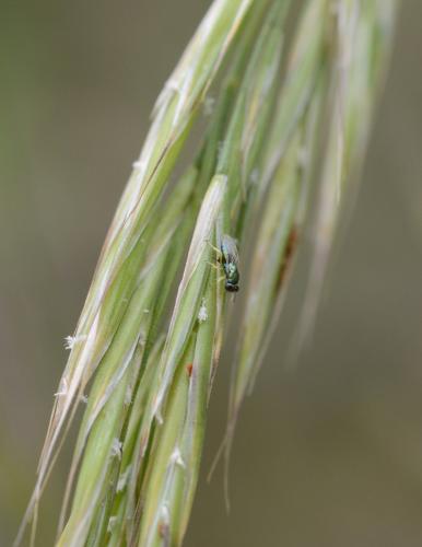 Mesopolobus sp.